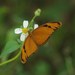Dryas iulia dominicana - Photo (c) simondenis142857, some rights reserved (CC BY-NC), uploaded by simondenis142857