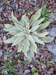 Verbascum