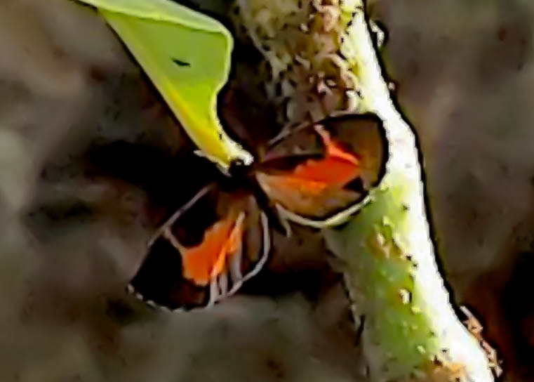 Butterflies and Moths from Zika Forest, Uganda on June 25, 2022 at 09