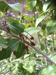 Acridocarpus