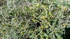 Sarcopoterium spinosum