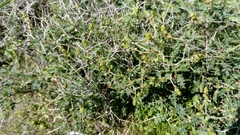 Sarcopoterium spinosum