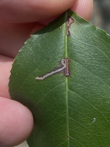 Apple Skeletonizer Moth photo 5