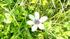 Anemone coronaria