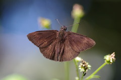 Ephyriades brunnea dominicensis