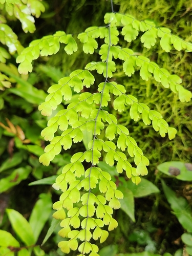 Image of Adiantum concinnum by (c) Jo Roberts, some rights reserved (CC BY)