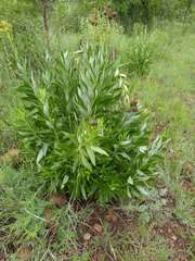 Berkheya coddii