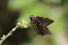 Ephyriades brunnea dominicensis