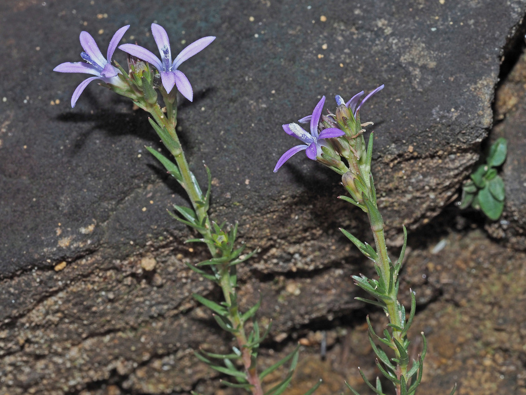 Wahlenbergia huttonii