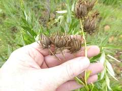 Berkheya coddii