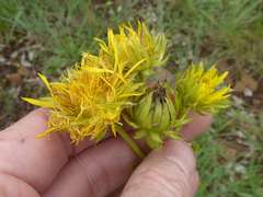 Berkheya coddii
