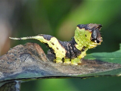Modest Furcula Moth photo 4