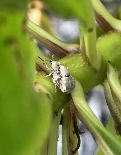 Platysimus insularis