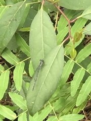 Argia fumipennis