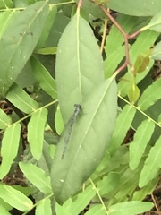 Argia fumipennis