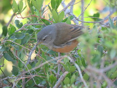 Microspingus cabanisi