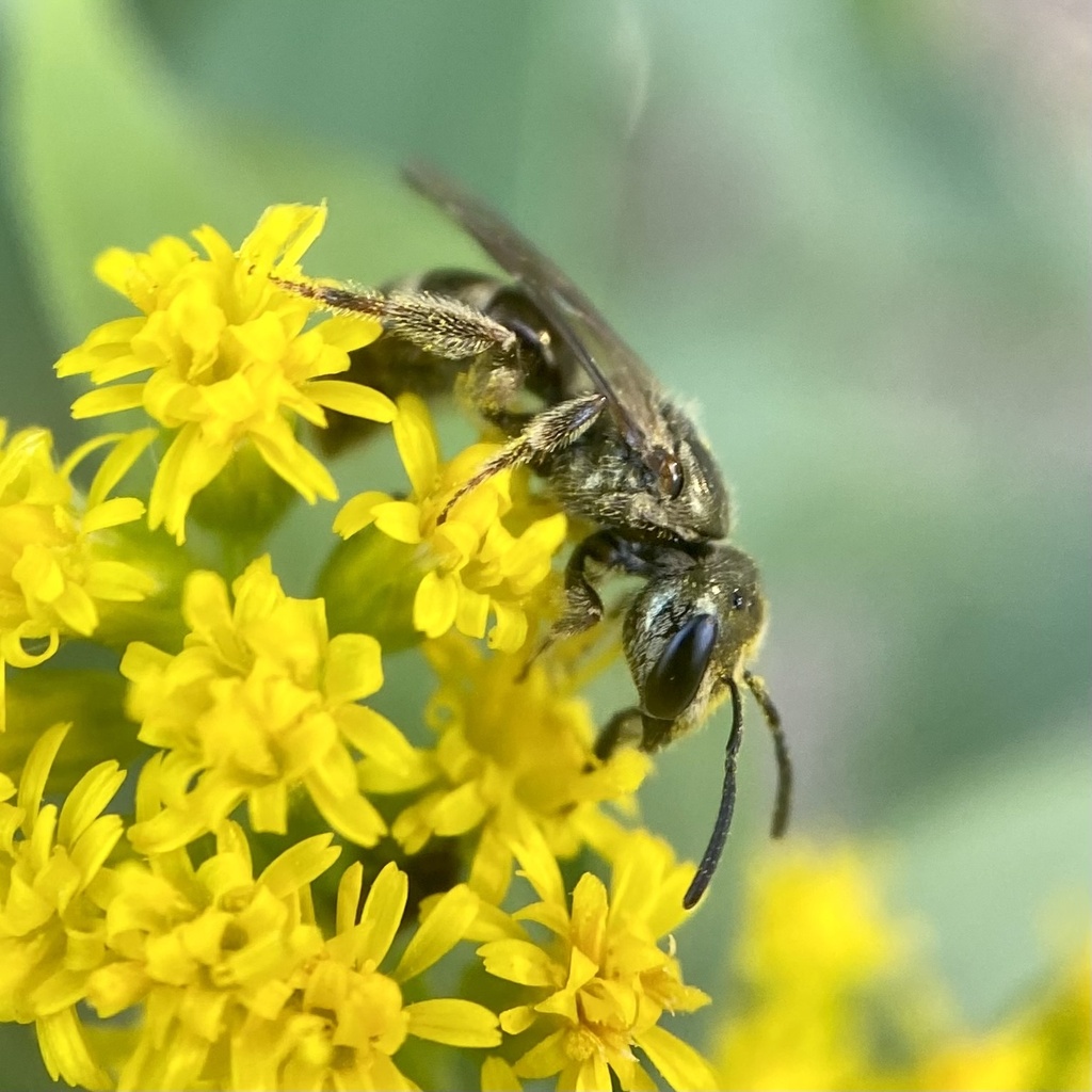 Zephyr Sweat Bee
