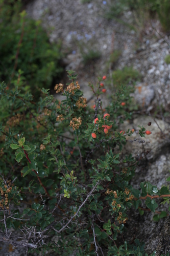 Image of Berberis sibirica by (c) Нурхайдарова Татьяна, some rights reserved (CC BY)