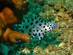 Chromileptes altivelis