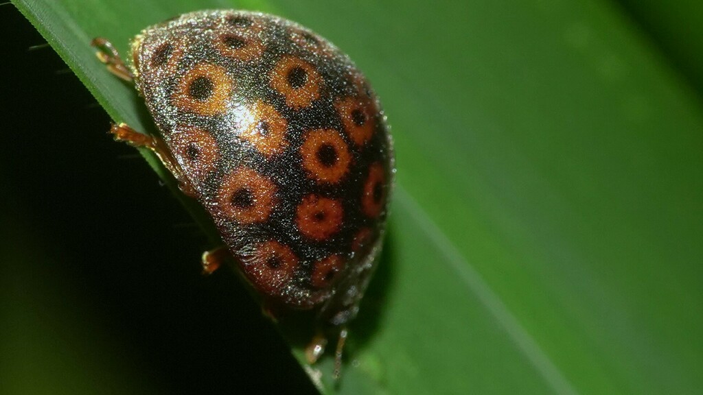 Henosepilachna implicata