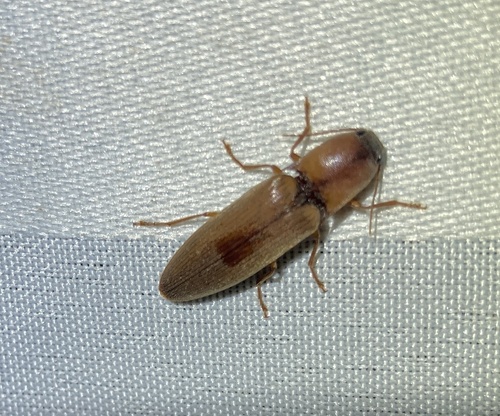 Click beetle