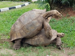 Centrochelys sulcata