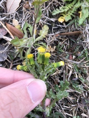 Senecio vulgaris