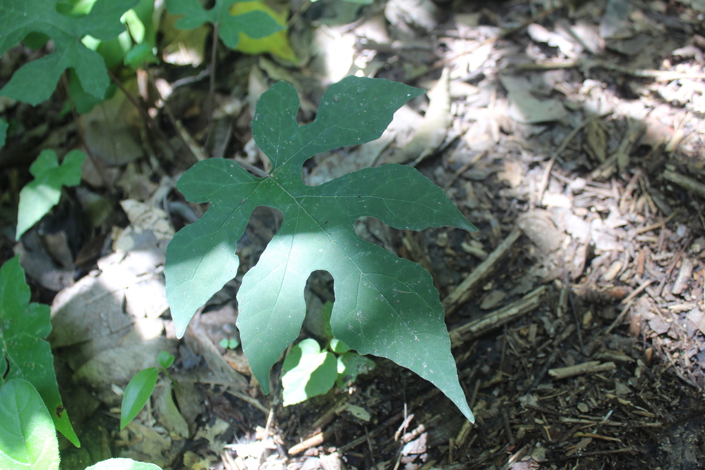 Dorstenia contrajerva, Flores, Guatemala