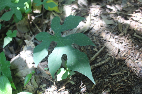 Dorstenia contrajerva