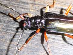 Neoplocaederus parallelus