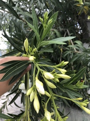 Nerium oleander