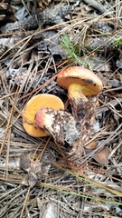 Butyriboletus floridanus image
