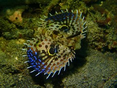 Dactyloptena orientalis