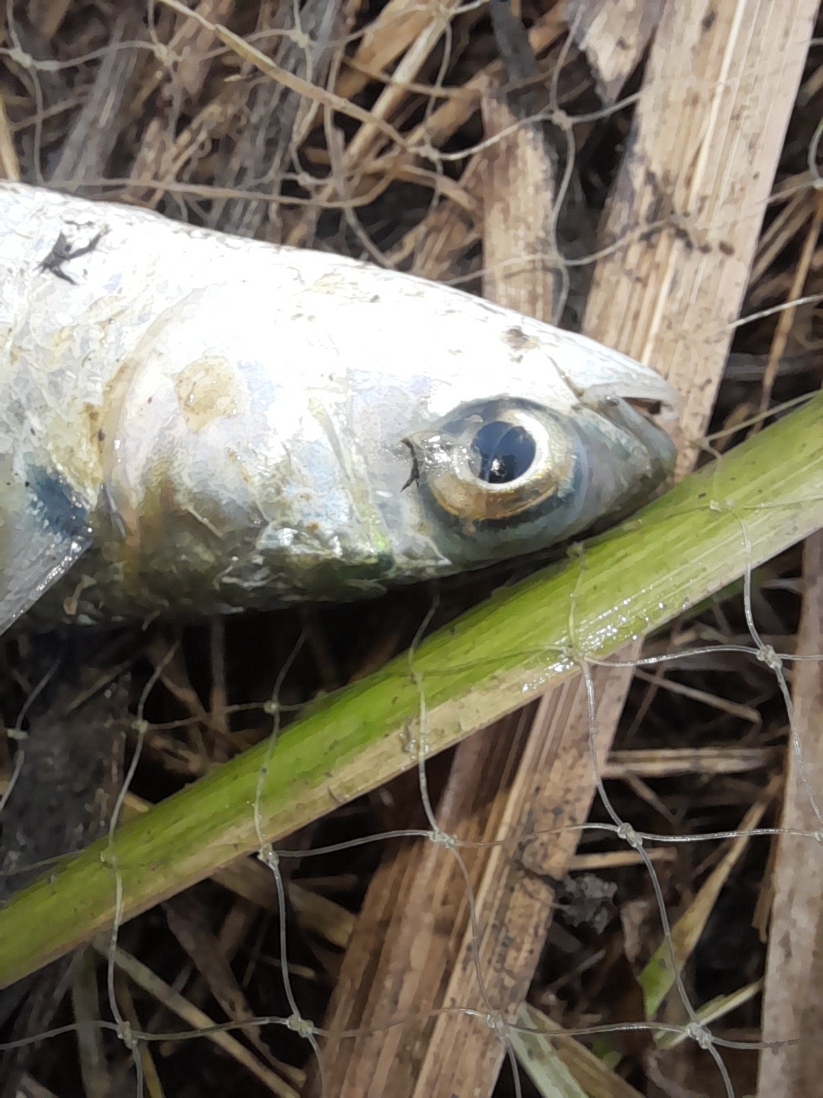 belanak, beyah, black mullet, bouri, bully mullet, callifaver mullet, cipal, common mullet, flathead grey mullet, flathead mullet, gewöhnliche meeräsche, grey mullet, harder, haskefal, lisa, muge, mulet, mulet cabot, mullet, sea mullet, striped mullet