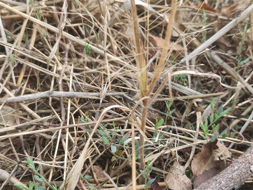 hillman's panic grass (Panicum hillmanii)