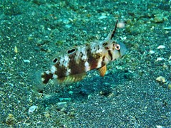 Iniistius aneitensis