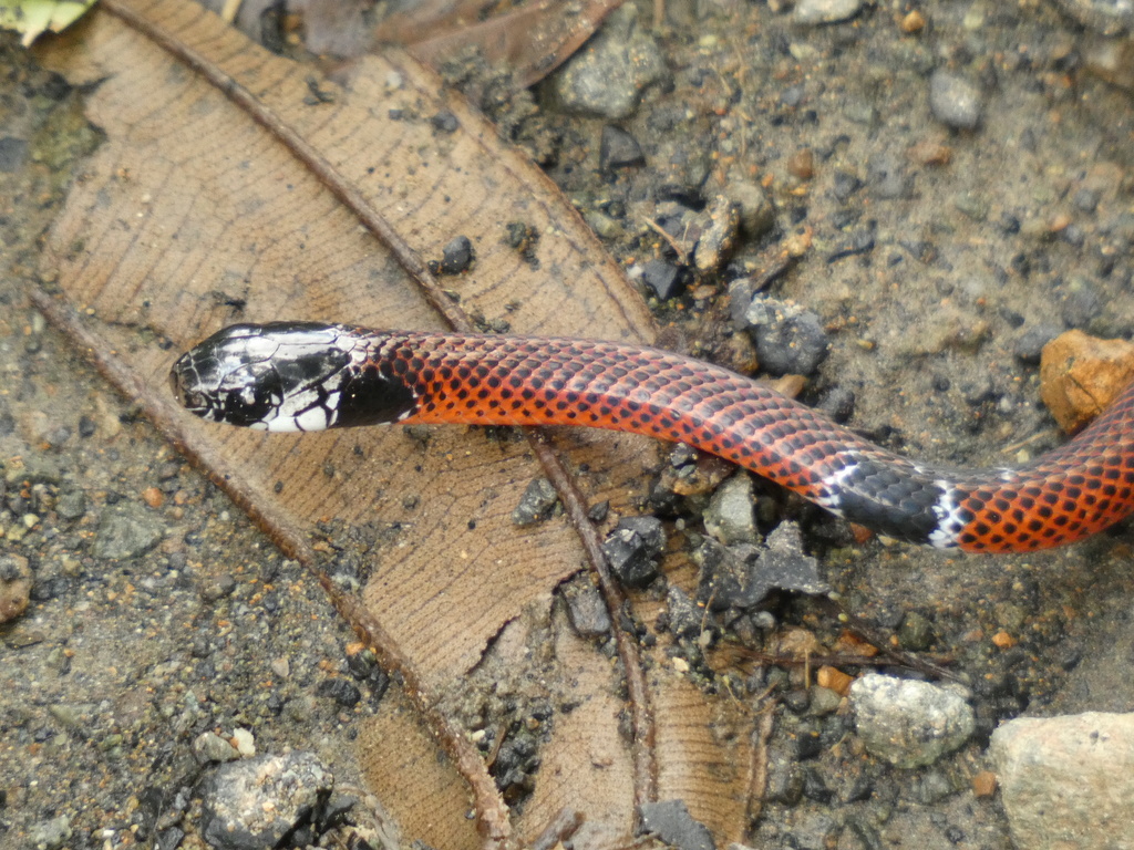 Mimic False Coral Snake