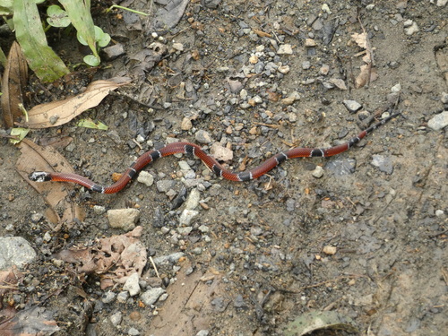 Mimic False Coral Snake