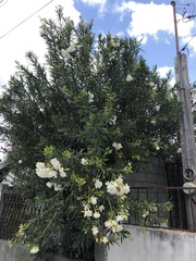 Nerium oleander