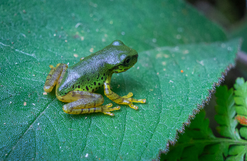 Porthole tree frog