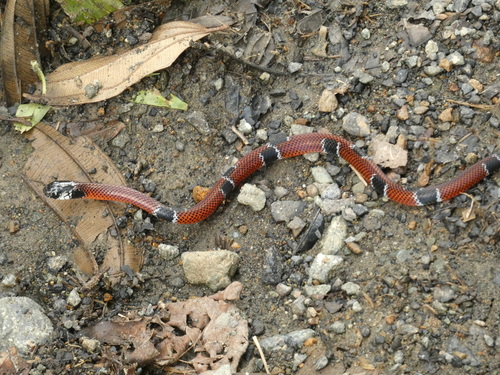 Mimic False Coral Snake