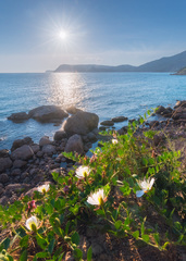 Capparis spinosa herbacea