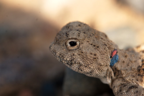 Fergana toad-headed agamas, Phrynocephalus saidalievi