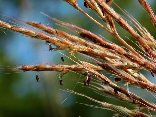 sugarcane plumegrass (Saccharum giganteum)