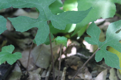 Image of Dorstenia contrajerva by (c) Ricard Busquets Reverte, some rights reserved (CC BY)