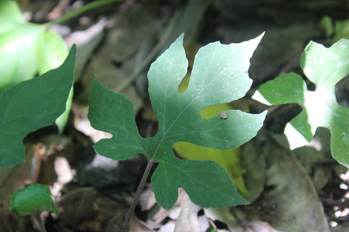 Dorstenia contrajerva