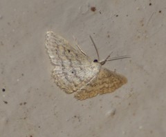 Scopula benitaria