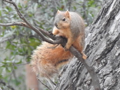 Sciurus niger
