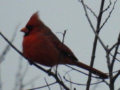 Cardinalis cardinalis