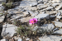 Pelecyphora strobiliformis